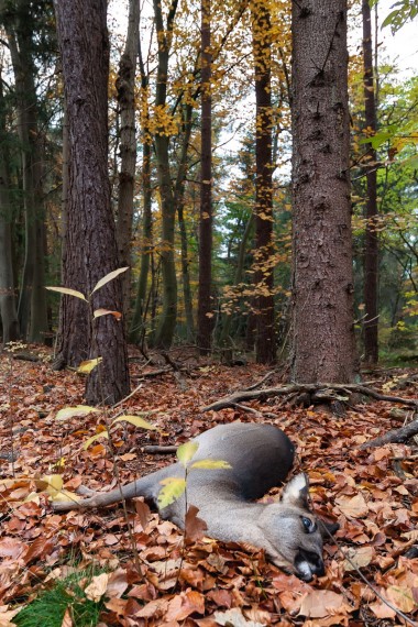 Wildunfalle dead 2441094 1920